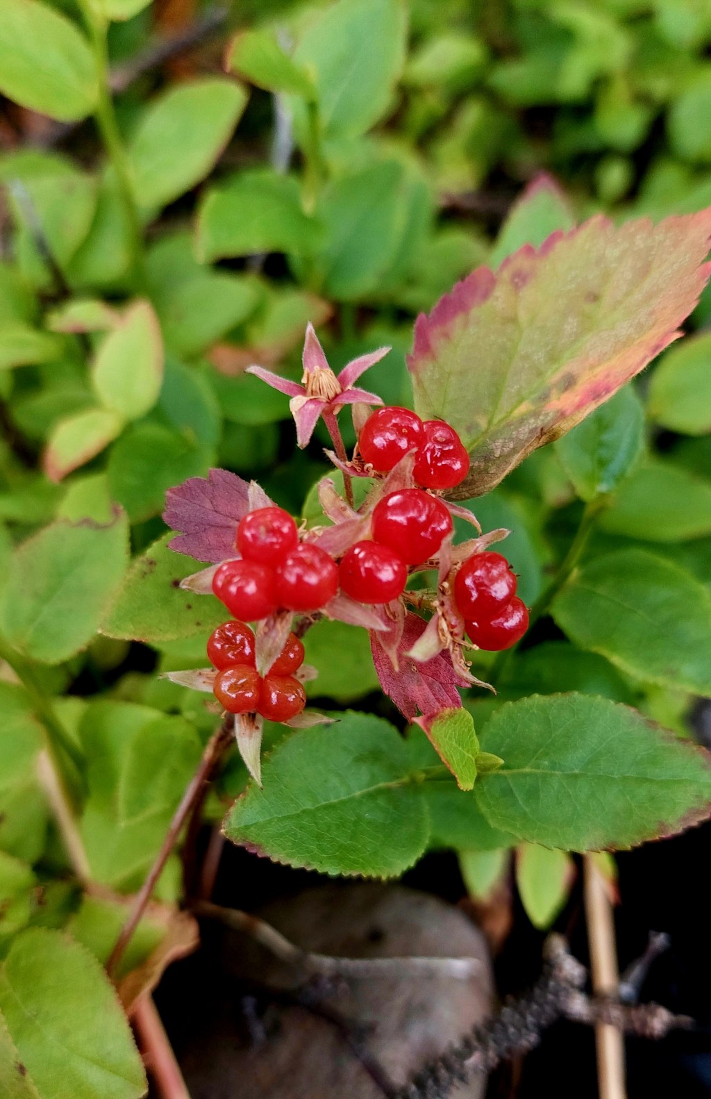 Ziemeļu vitamīni jeb Islandes meža&nbsp;ogas